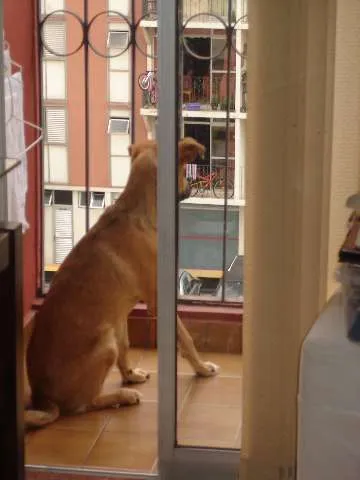 Cachorro ra a SRD idade 2 a 6 meses nome Apelidamos "Garota"
