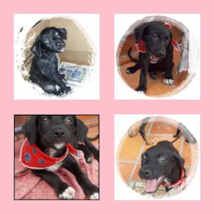 Cachorro raça SRD idade 2 a 6 meses nome Bibi