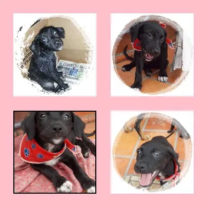 Cachorro ra a SRD idade 2 a 6 meses nome Bibi