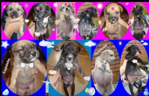 Cachorro raça SRD idade Abaixo de 2 meses nome Filhotes 