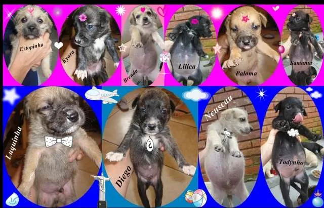Cachorro ra a SRD idade Abaixo de 2 meses nome Filhotes 