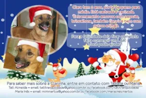 Cachorro raça SRD idade 2 anos nome CLARA