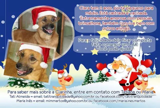 Cachorro ra a SRD idade 2 anos nome CLARA