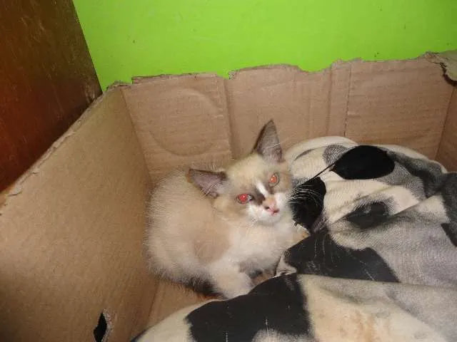 Gato ra a Siamês idade Abaixo de 2 meses nome Anita
