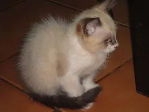 Gato raça Siamês idade Abaixo de 2 meses nome Anita