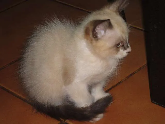Gato ra a Siamês idade Abaixo de 2 meses nome Anita