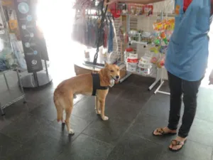 Cachorro raça vira lata com mestiço de pastor alemao idade 2 anos nome Bob