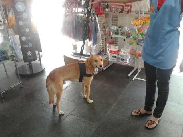 Cachorro ra a vira lata com mestiço de pastor alemao idade 2 anos nome Bob