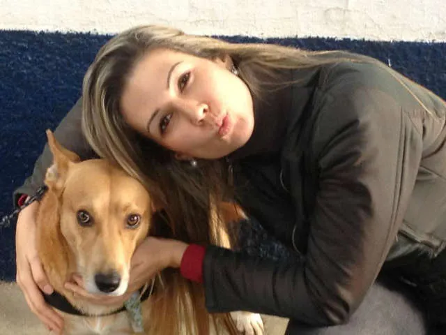 Cachorro ra a vira lata com mestiço de pastor alemao idade 2 anos nome Bob