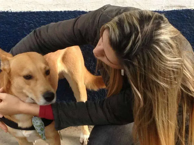 Cachorro ra a vira lata com mestiço de pastor alemao idade 2 anos nome Bob