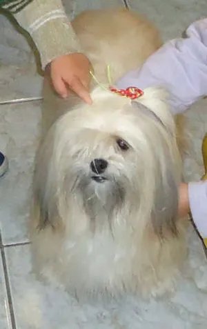 Cachorro raça Lhasa Apso idade 5 anos nome JADE GRATIFICA