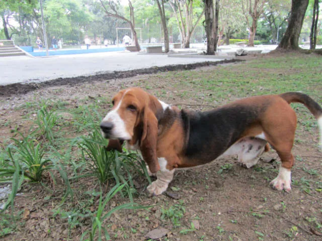 Cachorro ra a Basset Hound idade 5 anos nome Leopoldo