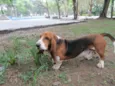 Leopoldo