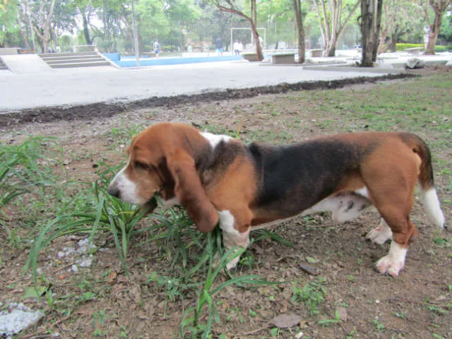 Cachorro ra a Basset Hound idade 5 anos nome Leopoldo