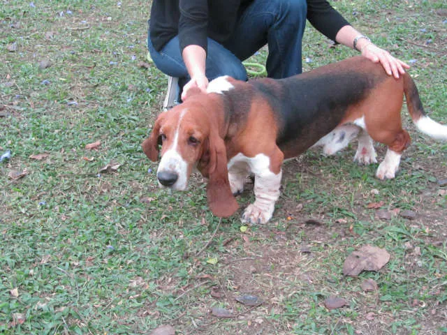 Cachorro ra a Basset Hound idade 5 anos nome Leopoldo