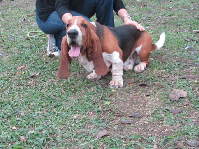 Cachorro ra a Basset Hound idade 5 anos nome Leopoldo