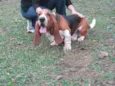 Leopoldo