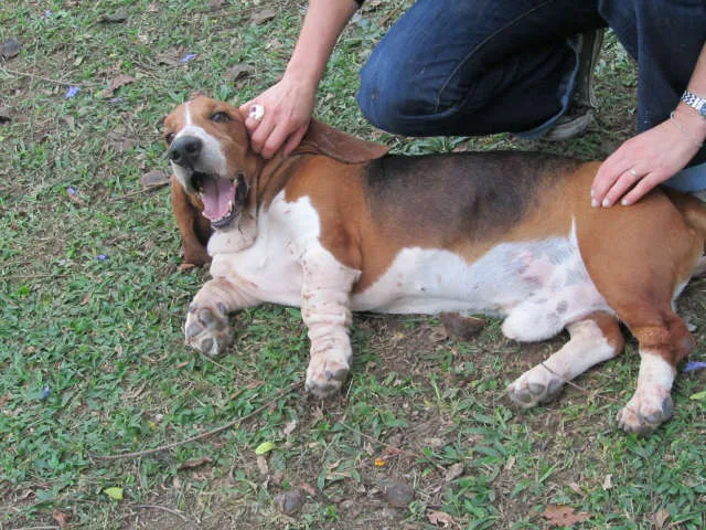 Cachorro ra a Basset Hound idade 5 anos nome Leopoldo