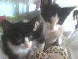 gato e gata