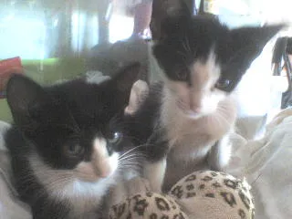 Gato ra a vira lata idade Abaixo de 2 meses nome gato e gata