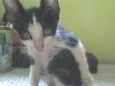gato e gata