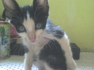 Gato ra a vira lata idade Abaixo de 2 meses nome gato e gata