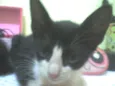 gato e gata