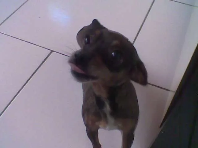Cachorro ra a Pinscher idade 6 ou mais anos nome Gizele GRATIFICA