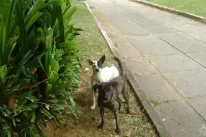 Cachorro raça SRD idade 7 a 11 meses nome Branquinha e pelé