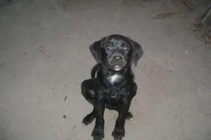 Cachorro raça SRD idade 2 a 6 meses nome pretinha