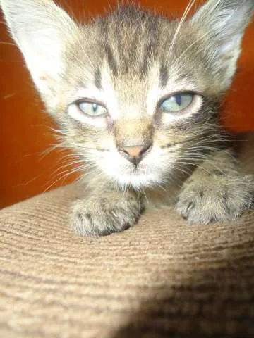 Gato ra a SRD idade 2 a 6 meses nome Tigrinho