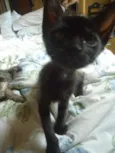 Neguinho