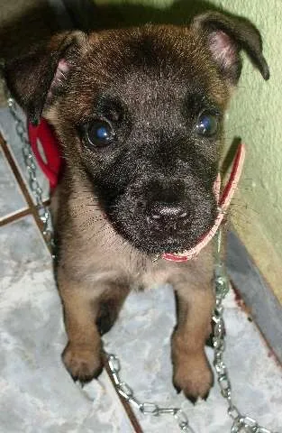 Cachorro ra a vira lata idade 2 a 6 meses nome Sol
