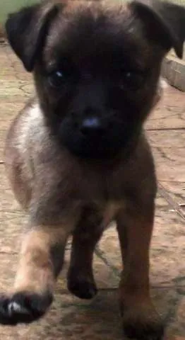 Cachorro ra a vira lata idade 2 a 6 meses nome Sol