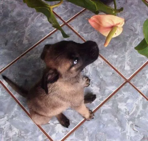 Cachorro ra a vira lata idade 2 a 6 meses nome Sol