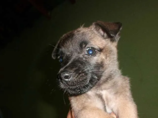 Cachorro ra a vira lata idade 2 a 6 meses nome Sol