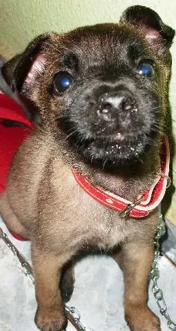 Cachorro ra a vira lata idade 2 a 6 meses nome Sol