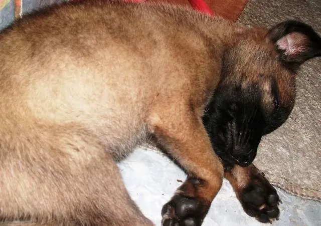 Cachorro ra a vira lata idade 2 a 6 meses nome Sol