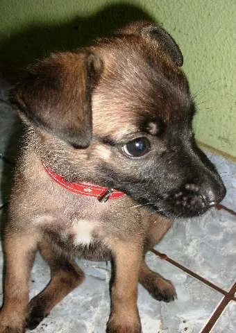Cachorro ra a vira lata idade 2 a 6 meses nome Sol