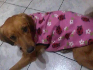 Cachorro raça VIRALATA idade 2 anos nome MEL