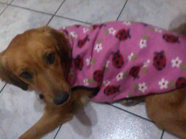 Cachorro ra a VIRALATA idade 2 anos nome MEL