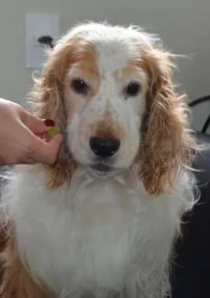 Cachorro raça Cocker idade 3 anos nome Pepeu