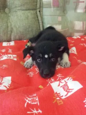Cachorro raça SRD/PASTOR CAPA PRETA idade 2 a 6 meses nome Sabrina