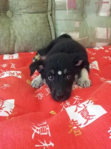 Cachorro ra a SRD/PASTOR CAPA PRETA idade 2 a 6 meses nome Sabrina