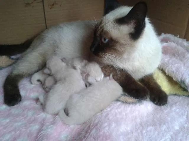Gato ra a Mistura de Siames idade Abaixo de 2 meses nome Sem Nome