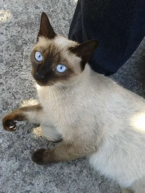 Gato ra a Mistura de Siames idade Abaixo de 2 meses nome Sem Nome