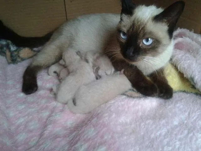 Gato ra a Mistura de Siames idade Abaixo de 2 meses nome Sem Nome