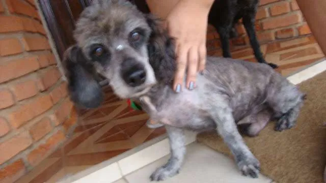 Cachorro ra a Poodle idade 5 anos nome Sem Nome 