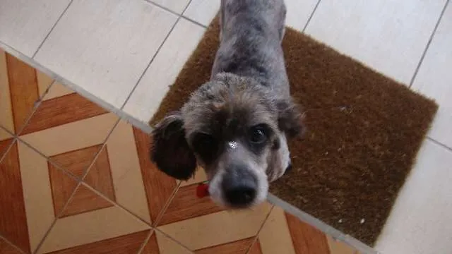 Cachorro ra a Poodle idade 5 anos nome Sem Nome 