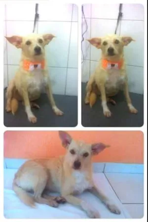 Cachorro raça SRD idade 2 anos nome Bia